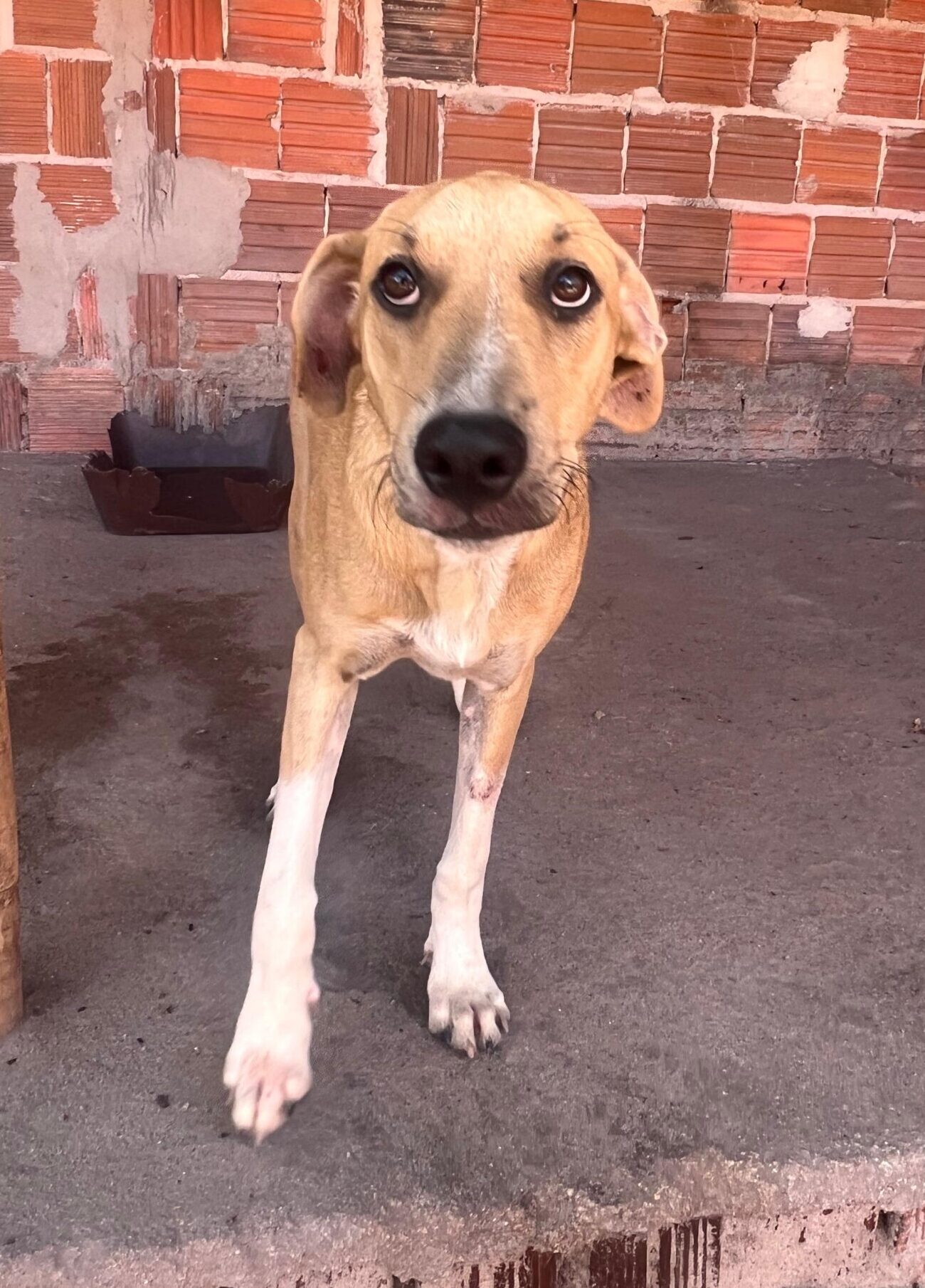 Chico3