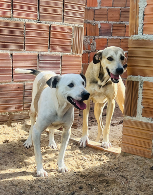 Piadinha-e-Crotazinha
